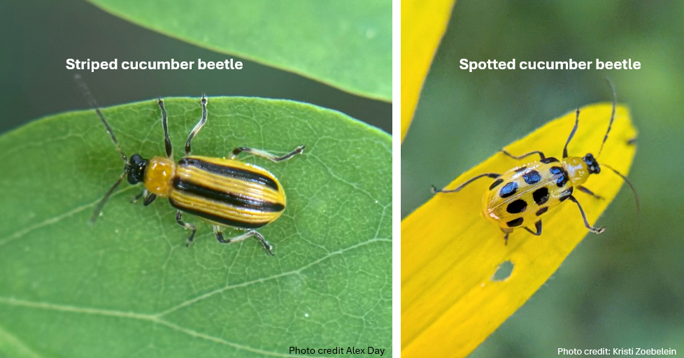 Side-by-side photos comparing a striped cucumber beetle with yellow-and-black longitudinal stripes on a green leaf and a spotted cucumber beetle with black spots on a yellow flower petal, with labels identifying each insect.